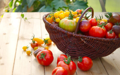 Kom godt i gang med tomater