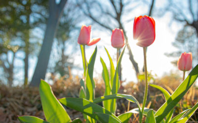 Vejledning til blomsterløg